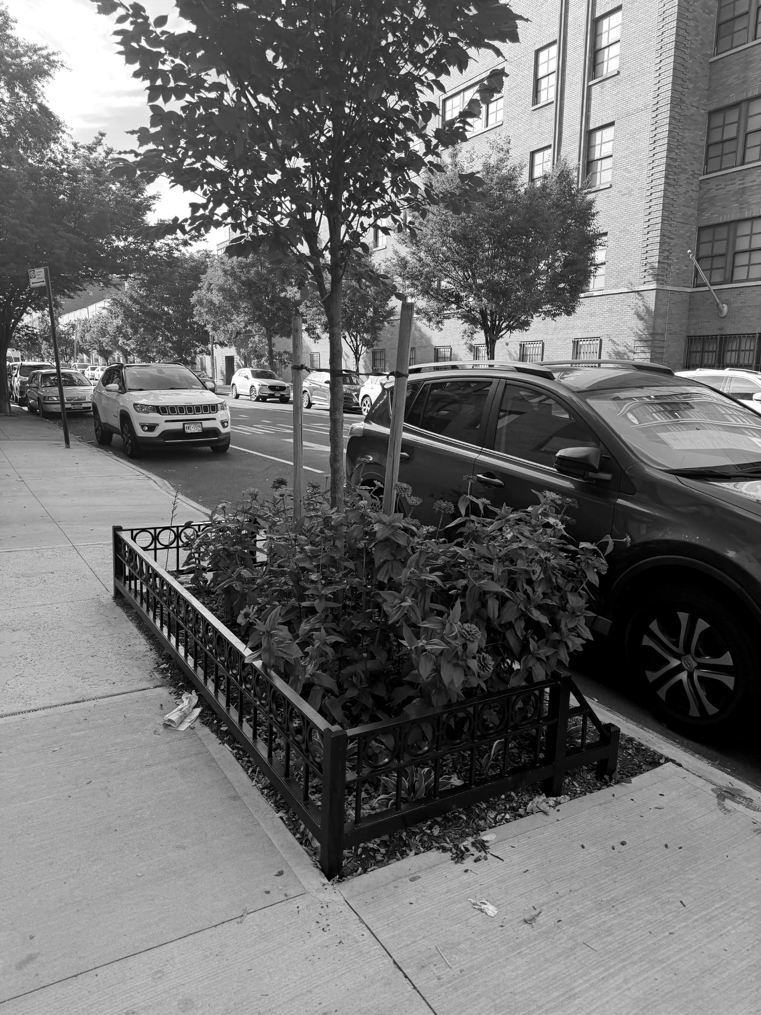 A tree bed on the block with a black circle-and-pickets guard, filled with zinnias in full bloom.