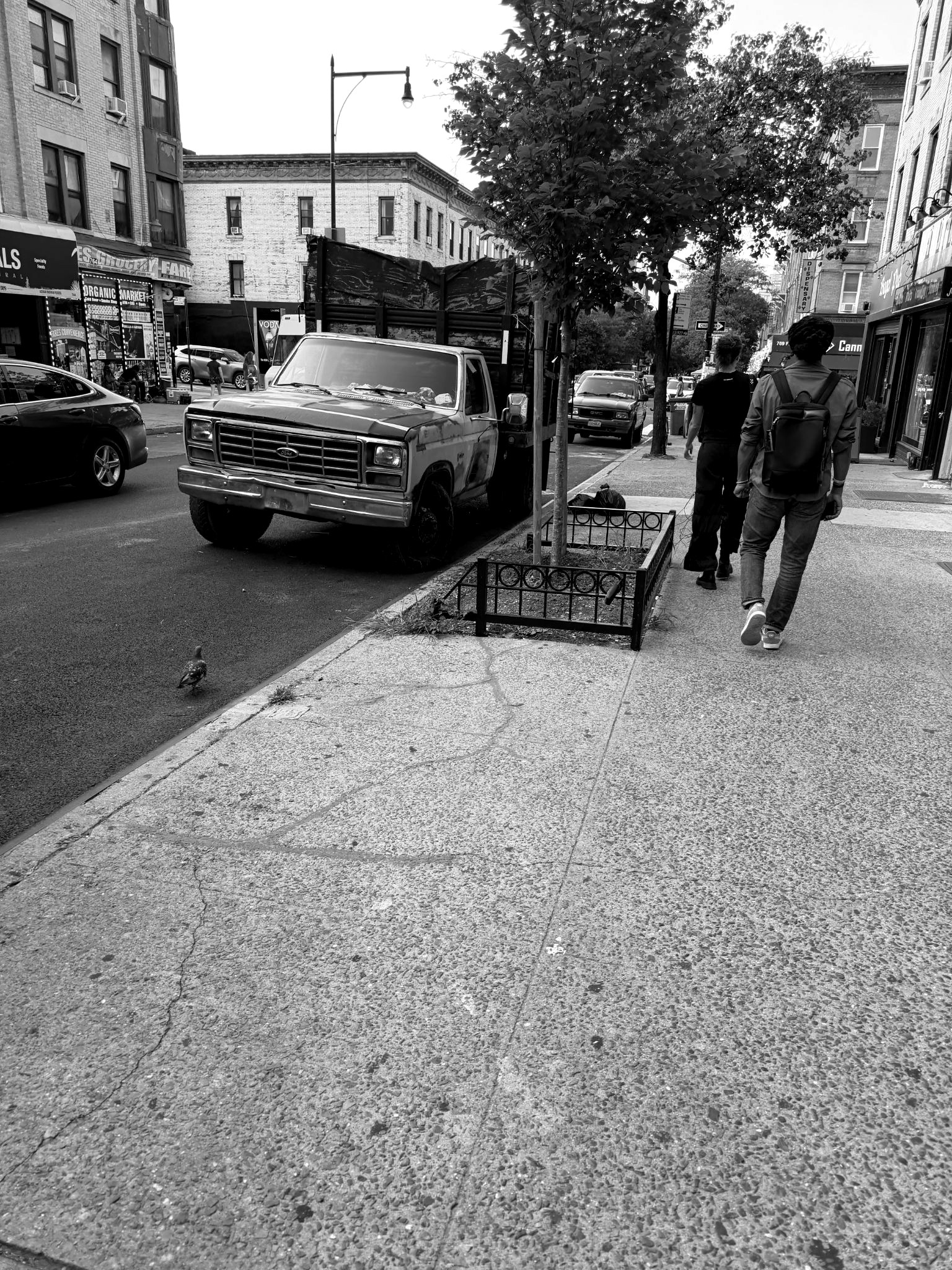A young street tree behind a low iron guard alongside a pickup truck on a Brooklyn avenue.