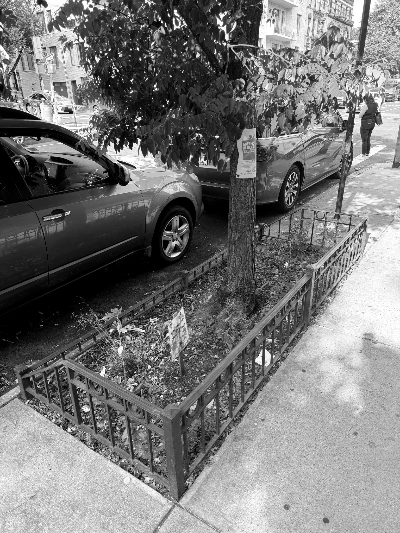 A tree in a weathered iron guard on a nearby Crown Heights sidewalk with a Greenest Block flyer.
