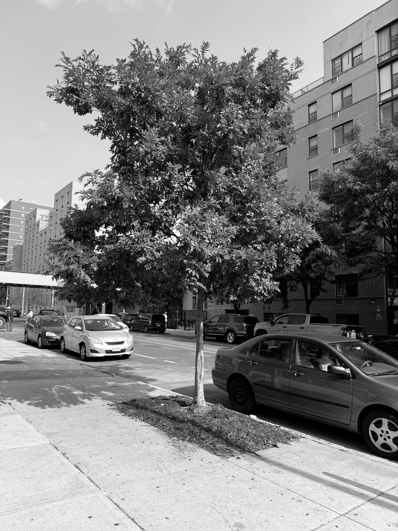 A young Japanese pagoda tree on the sidewalk of St Marks Avenue, Brooklyn, in morning light.